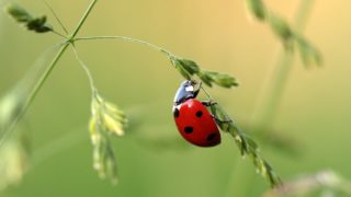 アメリカの害虫駆除